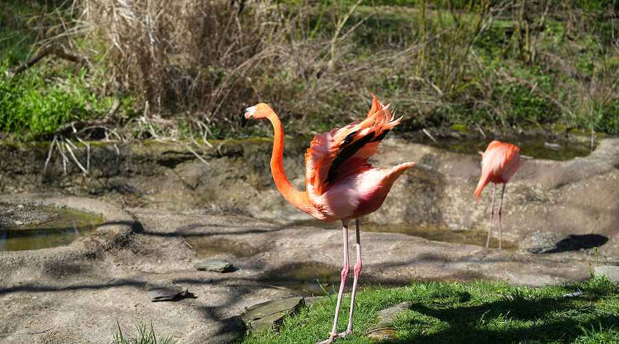 pittsburgh_zoo.jpg